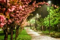 Rose cherry blossom alley at Kyoto Kioto park, Kyiv, Ukraine Royalty Free Stock Photo