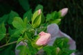 Rose-of-China Chinese Hibiscus, rosa-sinensis, malvaceae, pink bud closeup horizontal Royalty Free Stock Photo