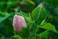 Rose-of-China Chinese Hibiscus, rosa-sinensis, malvaceae, pink bud macro horizontal Royalty Free Stock Photo