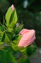 Rose-of-China Chinese Hibiscus, rosa-sinensis, malvaceae, pink bud macro vertical