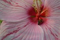 Rose-of-China Chinese Hibiscus, rosa-sinensis pink flower macro with bee horizontal Royalty Free Stock Photo