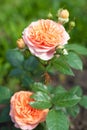 Rose Chippendale Tantau in the garden Royalty Free Stock Photo