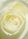 Rose Close-up Royalty Free Stock Photo