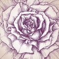 Rose close-up drawing