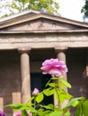 Rose close-up in front of the Mausoleum in the castle garden Charlottenburg