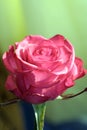 Rose closeup Royalty Free Stock Photo