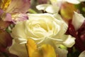Rose, closeup, beige, bouquet