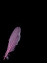 Rose closeup feather. Rose closeup feather. Black Background Royalty Free Stock Photo