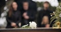 Rose, coffin and funeral at cemetery outdoor at burial ceremony of family together at grave. Death, grief and flower on Royalty Free Stock Photo