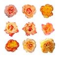 Rose collection, English roses
