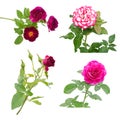 Rose collection Royalty Free Stock Photo