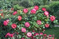 Rose `Double Delight` - one of the most well-known roses in the world, ideal classical shape. Royalty Free Stock Photo