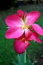 Rose Color Canna Indica Flower Royalty Free Stock Photo