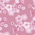 Rose color cherry blossom Royalty Free Stock Photo