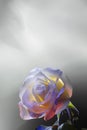 Rose, colored light, on a white and gray background