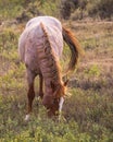 Stallion grazing away from the herd