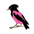 Rose-colored starling vector illustration