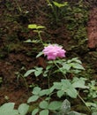 The rose colour flower