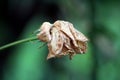 Rose with completely dried shrunken and brittle petals on dark green leaves background