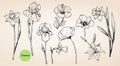 Set of hand-drawn flowers: Hibiscus, Lilies, Narcissus, Iris, Poppies. Vector Royalty Free Stock Photo