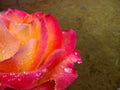 Rose in Copper Basin Royalty Free Stock Photo