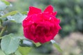 Rose. Crimson flower. Garden plants. Royalty Free Stock Photo