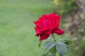 Rose. Crimson flower. Garden plants. Royalty Free Stock Photo