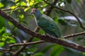 Rose-crowned fruit-dove on alert mode Royalty Free Stock Photo