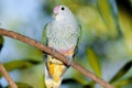 Rose-crowned Fruit Dove Royalty Free Stock Photo