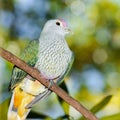 Rose-crowned Fruit Dove Royalty Free Stock Photo