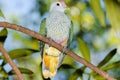 Rose-crowned Fruit Dove Royalty Free Stock Photo