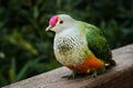 Rose Crowned Fruit Dove Royalty Free Stock Photo