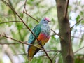 Rose-crowned Fruit-Dove in tree, native Australian bird Royalty Free Stock Photo