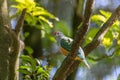 Rose-crowned Fruit-dove enjoying the sun