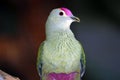 Rose-crowned fruit dove or pink-capped fruit dove with a violet-pink upper head Royalty Free Stock Photo