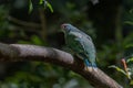 Rose-crowned fuit-dove sunbaking its back