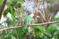 Rose-crowned Fruit Dove