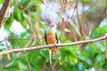 Rose-crowned Fruit Dove Royalty Free Stock Photo
