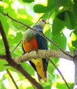 Rose Crowned Fruit Dove