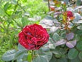 Rose with damp petals