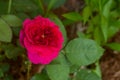 Rose \