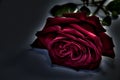 Rose In Darkness