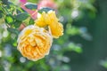 Rose David Austin. Tender yellow roses in the summer garden