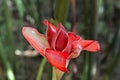 Rose de Porcelaine in Moorea French Polynesia