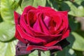 Rose \'Deep Secret Royalty Free Stock Photo