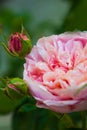 Rose Desdemona, an English Rose by David Austin