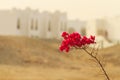 Rose desert against the background of white houses Royalty Free Stock Photo