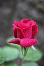 The rose with dew drops Royalty Free Stock Photo