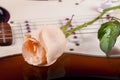 Rose with dew drops on guitar Royalty Free Stock Photo