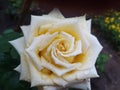 Rose with dew drops, white rose, flowers,